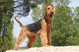 AIREDALE TERRIER 159